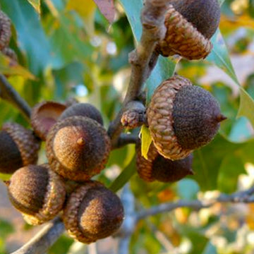 Image of cherry bark oak acorns in a tree.